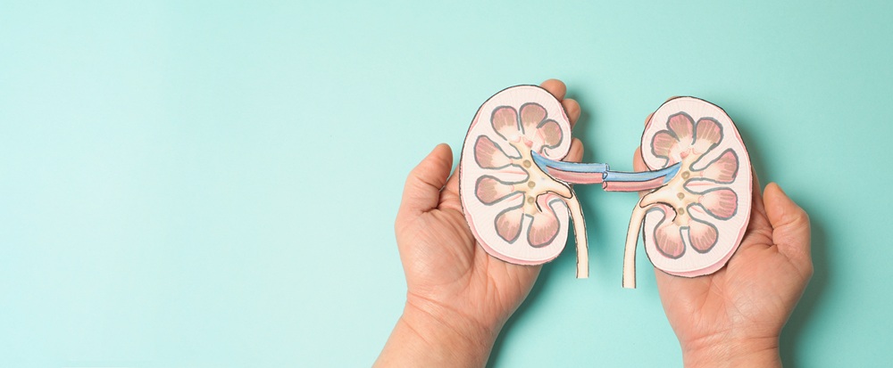 Detailed illustration of human kidneys showing end stage kidney disease symptoms treated at Vishwas Hospitals