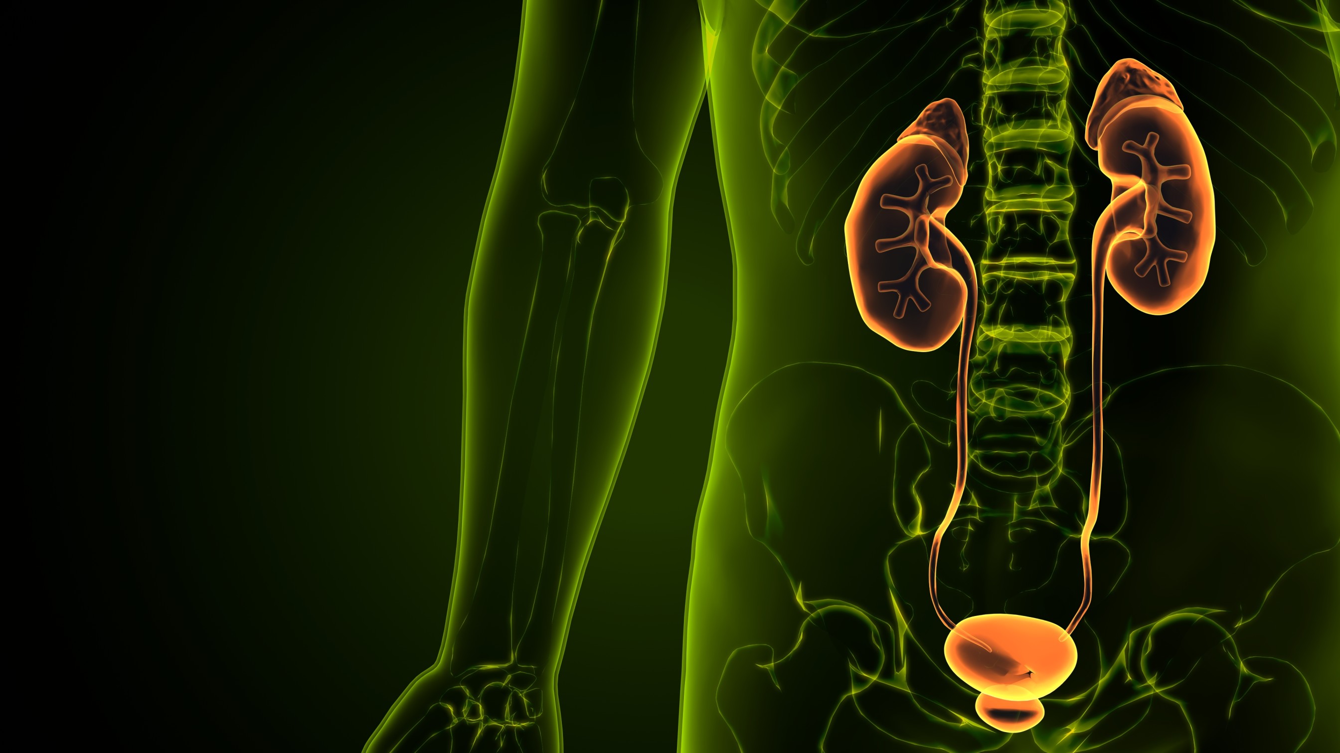 Urology Specialist Explaining